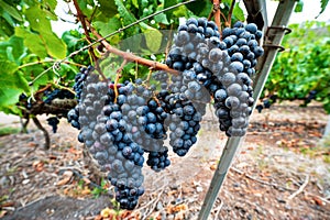 Bunches of black grapes in vineyard in Tenerife. Islas Canarias photo