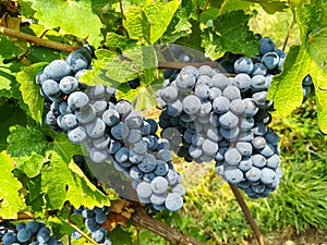Bunches of black grapes in the vineyards