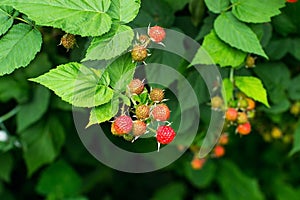Bunches of black raspberry (Rubus occidentalis) ripening on the