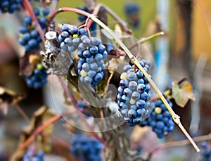 Bunches of blue grapes