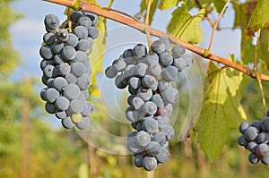 Bunches of blue grapes at vine in sunny autumn