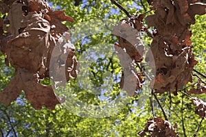 Bunches of brown oak leaves on dry branch