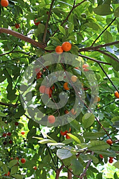 Bunches of Calamondin Oranges ripening on the branches of some trees