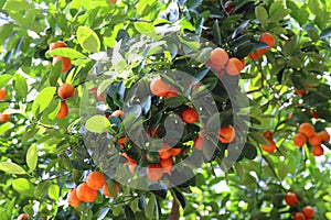 A Calamondin Orange tree filled with oranges ripening on its branches