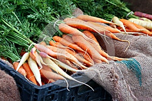 Bunches of Carrots