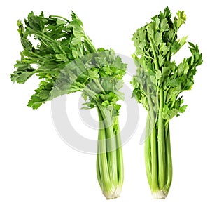 Bunches of Celery photo