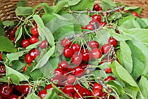 Bunches of cherries freshly picked with leaves in a wicker basket.