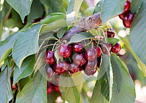 Bunches of cherries on a tree on a summer day