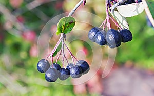 Bunches of Chokeberry in Autumn Sunlight Close-up