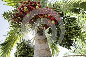 Bunches Of Christmas Palm Fruits