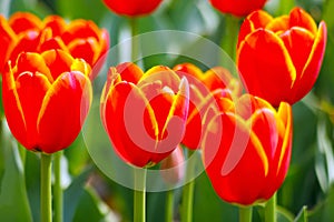 Bunches of Closeup orange tulips in blossom