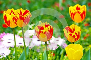 Bunches of Closeup orange tulips in the garden