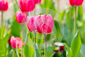 Bunches of Closeup pink tulips in the garden