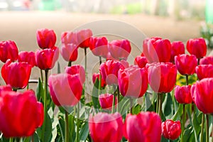 Bunches of Closeup red tulips in blossom