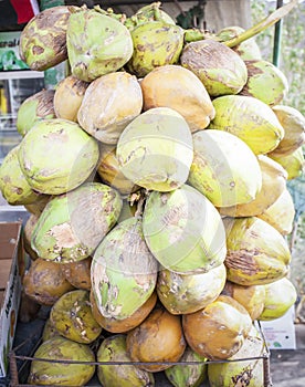 Bunches of coconuts for sale