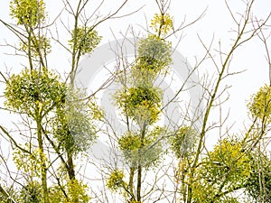 Bunches of common mistletoe on tree branches against a sky