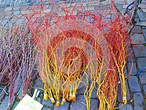 Bunches of Corkscrew Willow twigs