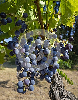 Bunches of dark blue grapes hang on an old vine. Grapes are lit by the bright sun.