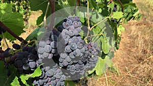 Bunches of dark ripe grape growing at vineyard farm