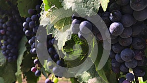 Bunches of dark vine grape, close-up of berries with bloom