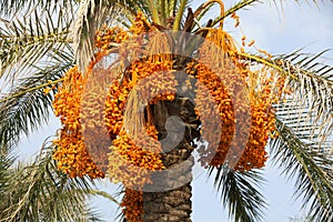 Bunches of dates on a palm tree