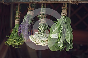 Bunches of different beautiful dried flowers hanging on wooden stick indoors