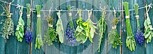 Bunches of different herbs