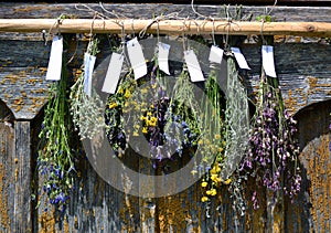 Bunches of dry herbal plants hanging on old wooden wall