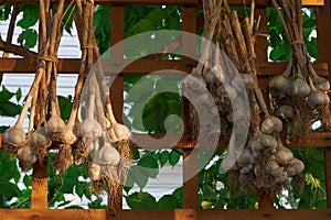 Bunches of dug garlic were hung on a wooden rack to dry.