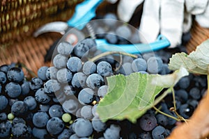 Bunches of fresh blue grapes in a bucket in the vineyard