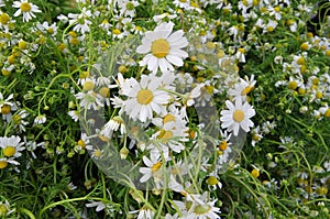 Bunches of fresh chamomile flowers