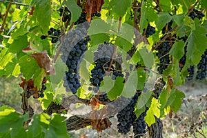 Bunches of fresh dark black ripe grape fruit on green leaves and brown trunk in winery field under soft sunlight at havest season