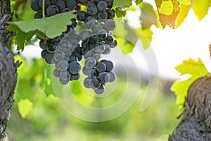 Bunches of fresh dark black ripe grape on green leafs under sunlight at the havest season, planting in the organic vineyard farm