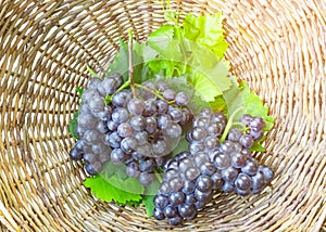 Bunches of fresh deep black ripe grape fruits with green leaves in a brown rattan basket, top view photo