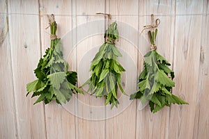 Bunches of fresh  Melissa and mint are drying on a rope in close-up against the background of a light wooden wall.