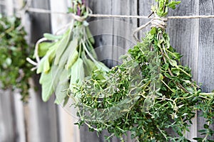 Bunches of Fresh Picked Herbs Hung to Dry