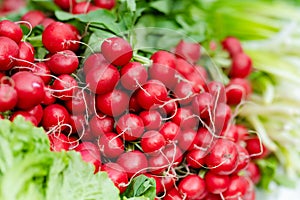 Bunches of fresh radish sold on farmer`s market