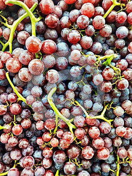 Bunches of fresh red and black grapes, Wine grapes.