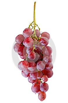 Bunches of fresh red grapes