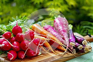 Bunches of fresh red small and long radish, carrots and purple onion, new harvest of healthy vegetables