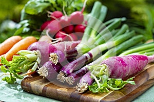 Bunches of fresh red small and long radish, carrots and purple onion, new harvest of healthy vegetables