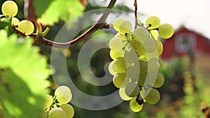 Bunches of fresh ripe green grapes for white wine