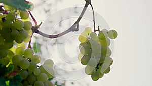 Bunches of fresh ripe green grapes for white wine