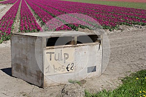 Bunches of fresh tulips for sale along the touristic tulip route, Flevoland, Noordoostpolder, Netherlands