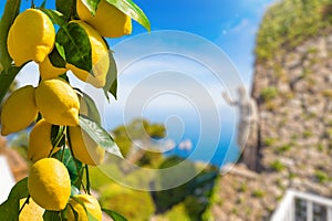 Bunches of fresh yellow ripe lemons, famous Faraglioni Rocks in blue sea, statue of Emperor Augustus on blurred background, Capri