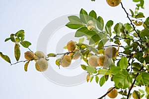 Bunches of fresh yellow ripe lemons hanging on a lemon tree in Assam