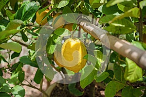 Bunches of fresh yellow ripe lemons on lemon tree branches in Organic farm