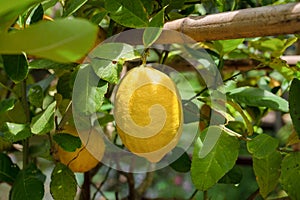 Bunches of fresh yellow ripe lemons on lemon tree branches in Organic farm