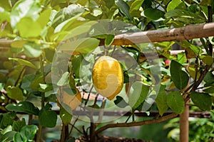 Bunches of fresh yellow ripe lemons on lemon tree branches in Organic farm