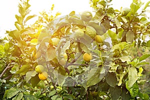 Bunches of fresh yellow ripe lemons on lemon tree branches under sun rays in Turkey garden